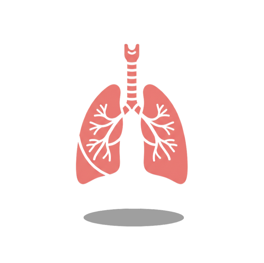 Sistema Respiratório